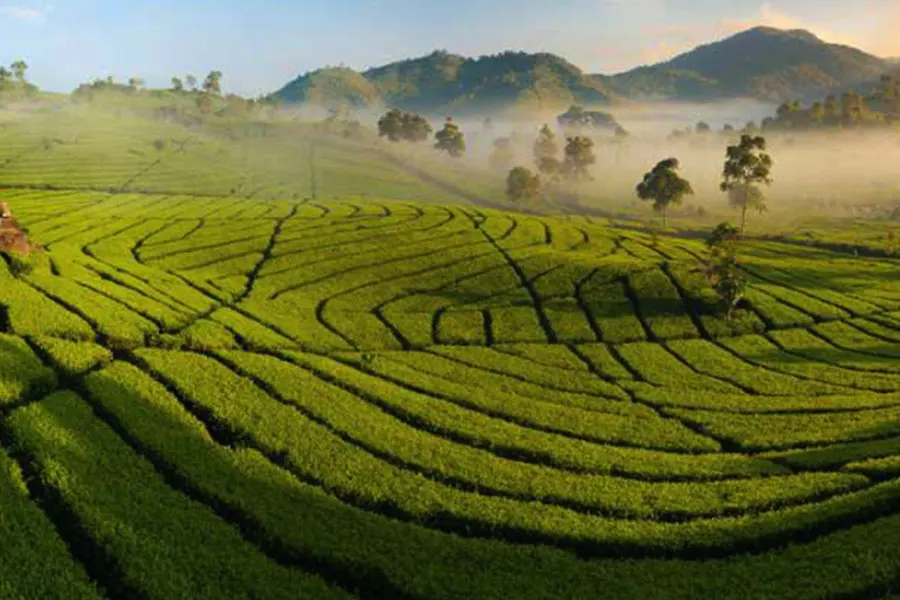 Rental Mobil Bandung Kebun Teh Rancabali