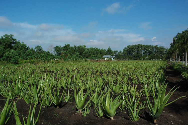 Rental Mobil Pontianak ke Aloe Vera Center