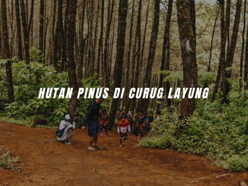 Hutan Pinus Curug Layung Rental Mobil