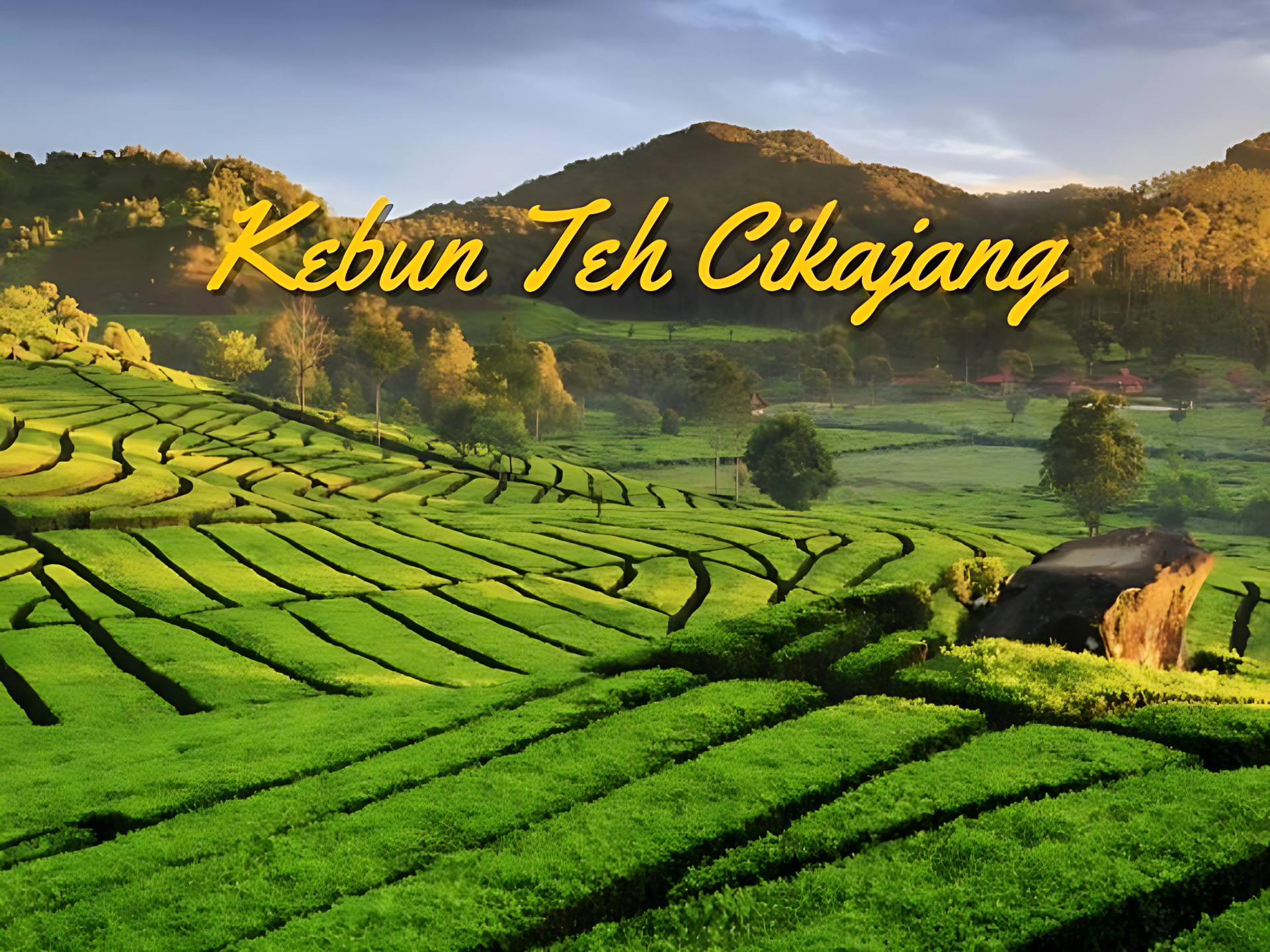 Kebun Teh Cikajang Garut Rental Mobil