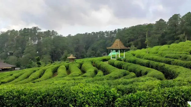 Kebun Teh Ciater Subang Rental Mobil