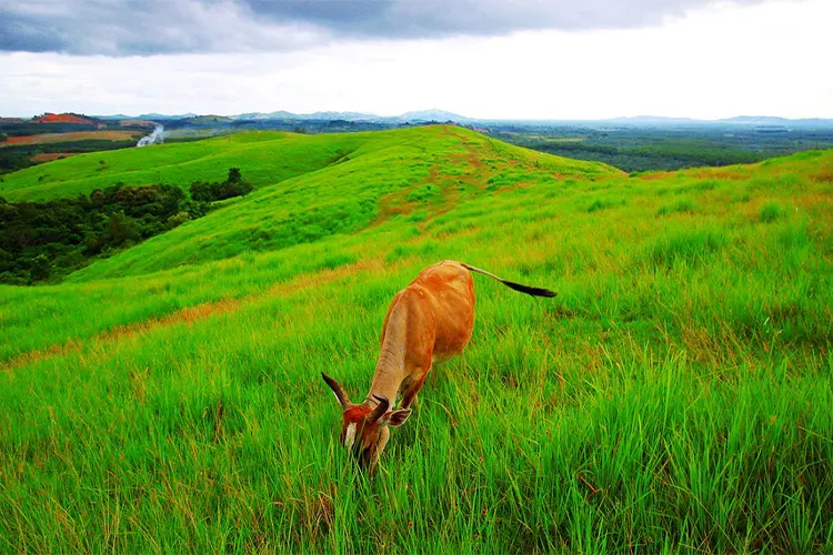 Rental Mobil Banjarmasin ke Bukit Rimpi Pelaihari
