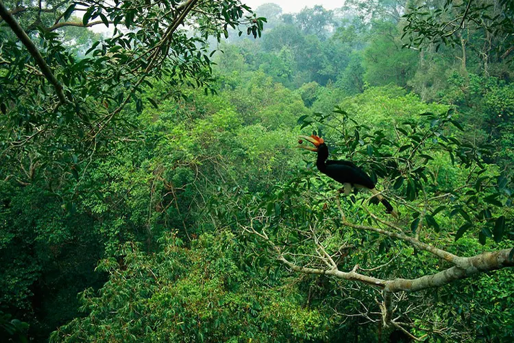 Rental Mobil Pontianak ke Taman Nasional Gunung Palung